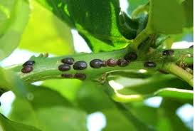 Conferencias y symposiums